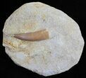 Fossil Plesiosaur (Zarafasaura) Tooth In Rock #61114-1
